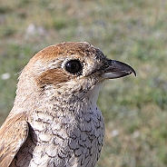 Törnskata, Sundre 20080730